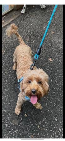 Mini Golden Doodle missing63735872149635120