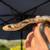 Drymarchon Rubidus Indigo Snakes (female) 1 thumbnail