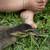 Ducklings 1 thumbnail