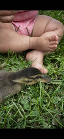 Ducklings 1