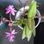 Epidendrum Radicans, Rare Purple Orchid 1 thumbnail