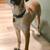 Belgian Malinois/Great Dane Mix 2 thumbnail