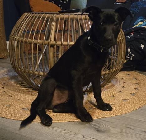 4 month old Lab Mix (Gastonia)63927795129218120