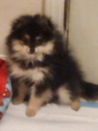 Needs Home 1