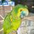 Taking in birds & small animals 1 thumbnail