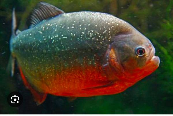 ISO Red belly piranha 1