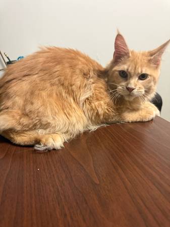 mainecoon kitten (Bronx)63875536209281120