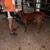 Bootle calves 3 thumbnail