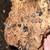 Dairy Cow mix Isopods 2 thumbnail