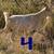 Whether goats 4 thumbnail