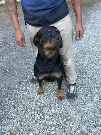 Rottweiler (Yelm)63853557978753121