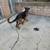 German Shepard - 1 yr old Male - great dog! rehome for free 5 thumbnail