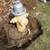 FIRE HYDRANT KENNEDY CLEAN BRASS 15 thumbnail