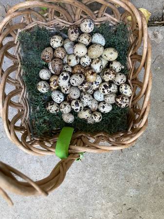 Coturnix Quail - Fertile Hatching Eggs 1