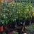 Reduced! 4/$5 Grape tomato and sweet pepper plants 4 for $5 9 thumbnail