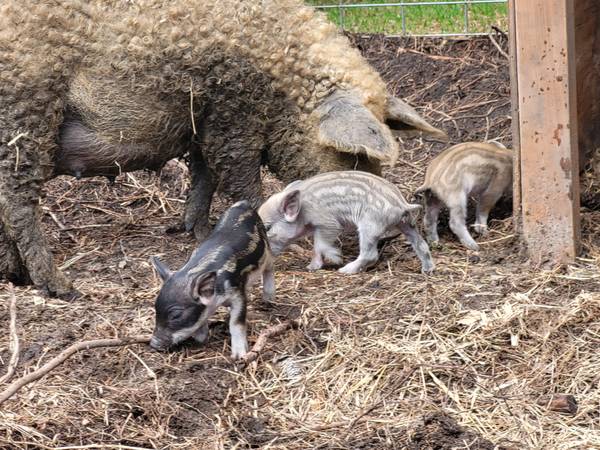 Mangalista pig 1