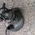 Sump pumps 2 thumbnail