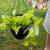 Houseplants 8 thumbnail