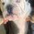 English bulldogs exotic 4 thumbnail