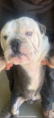 Bulldog inglés exótico (Lake Hughes)63893600897794123