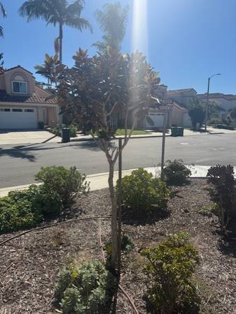 Magnolia Trees Healthy 5 ft. Small Trunk you dig 1