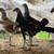 Grey Cross Gamefowl 7 thumbnail