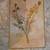 Rosemary, Lavender, Italian Parsley and Other Herb Lithographs Vintage 4 thumbnail