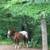 Appaloosa gelding 7 thumbnail