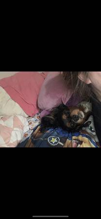 Cavalier Spaniel63654750360963120