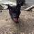 Dogs 3 thumbnail