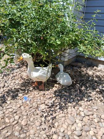 Pekin Ducks!63679675191299122