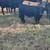 Spring replacement heifers all black and black mix heifers 1 thumbnail