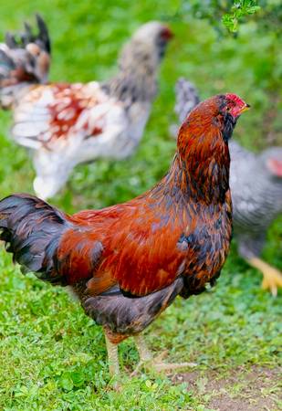 Rooster Free 1