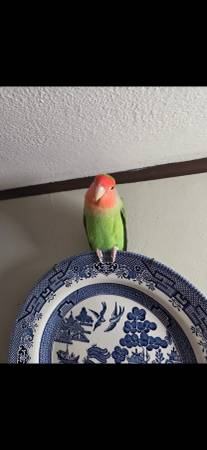 Loro macho (Milton)63373501780609124