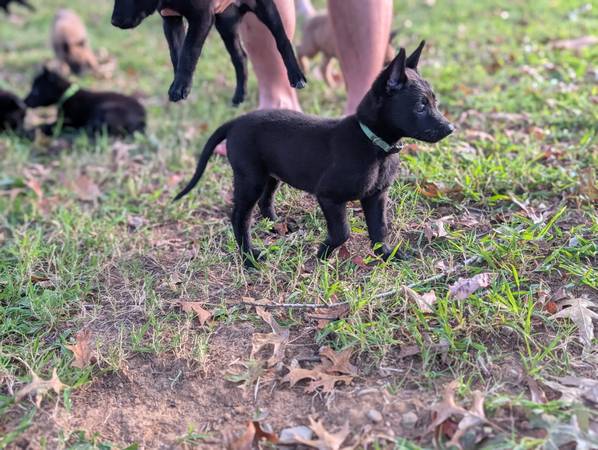 Belgian Malinois (Franklin)63924866032643120