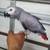 African grey, cockatoo, amazon parrot, macaw, african grey, eclectus 1 thumbnail