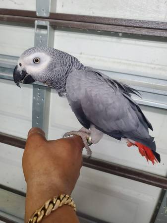 African grey, cockatoo, amazon parrot, macaw, african grey, eclectus 1