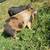 Kunekune piglets 3 thumbnail
