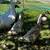 Fawn runner ducks 1 thumbnail