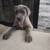 Cane corso pups 6 thumbnail