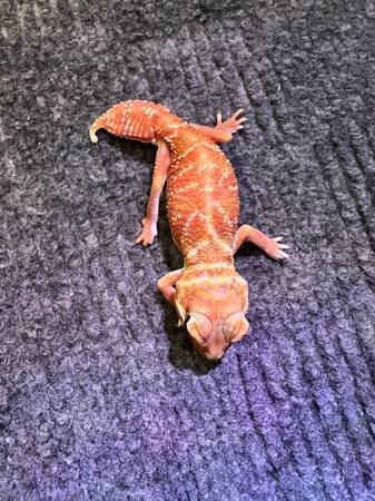 Rehoming a high red Nephrurus Levis Levis63830037169665122