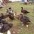 Muscovy ducks 1 thumbnail