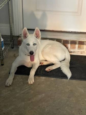 Hermoso Husky Blanco63372789577601121
