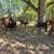 Registered Black Beefmaster Bull 10 thumbnail