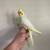 Cockatiels 1 thumbnail