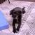Dog Walker/Pet Sitter/Pet Boarding! 1 thumbnail