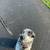 Dog for rehome 4 thumbnail