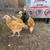 Young chickens 7 thumbnail