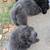 Chow Chow Puppies 3 thumbnail