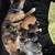 I have 4 kittens for sale 3 thumbnail